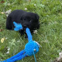 Schæferhund