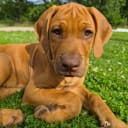Rhodesian Ridgeback