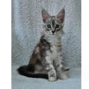 Maine Coon