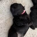 Pumi