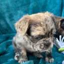 Fransk bulldog