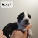Border collie