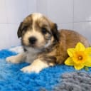 Havanese