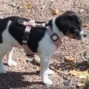 Dansk-svensk gårdhund