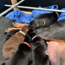 Dobermann