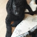 Curly Coated Retriever