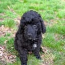 Medium Poodle