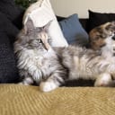 Maine Coon