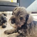 Dvärgschnauzer