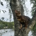 Bengal