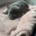 Fransk bulldogg
