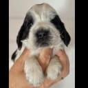 Cocker spaniel