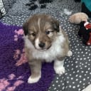 Shetland Sheepdog