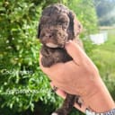 Cockerpoo