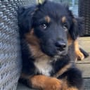 Miniature american shepherd
