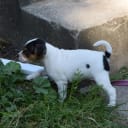 Dansk-svensk gårdshund