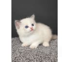 Ragdoll