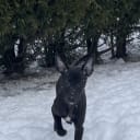 Whippet