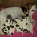 Jack russell terrier
