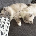 Ragdoll