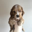 Cockerpoo