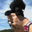 Miniature Poodle