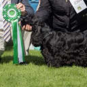 Cocker spaniel