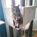 Maine Coon