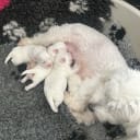 Coton de tuléar