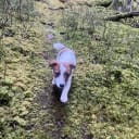 Jack russell terrier