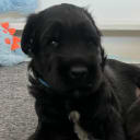 Briard