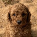 Labradoodle