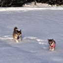 Norsk lundehund