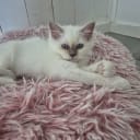 Birman