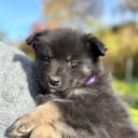 Finsk lapphund