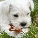 Dvärgschnauzer