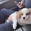 Cavalier king charles spaniel