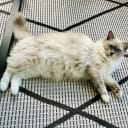 Ragdoll