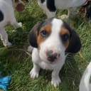 Halden Hound (Haldenstøver)