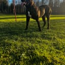 blandras