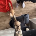 Sibirisk katt