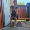 Xoloitzcuintle