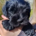 Miniature Schnauzer