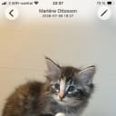 Norwegian Forest