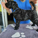 Kerry blue terrier