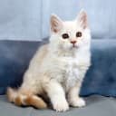 Maine Coon