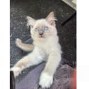 Ragdoll