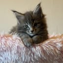 Maine Coon