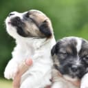 Jack russell terrier