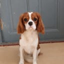 Cavalier king charles spaniel